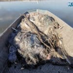 Бракониерски мрежи