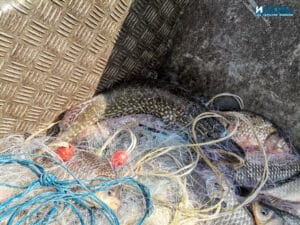 Мрежи, риба