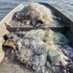 Мрежи, риба