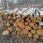 Незаконна сеч