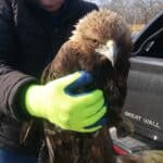 Скален орел