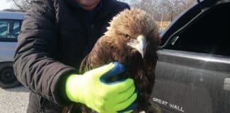 Скален орел