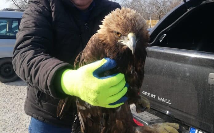 Скален орел