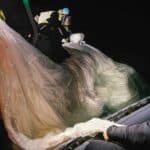 Сваленият балон