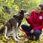 "Четири лапи"