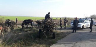 Бракониери