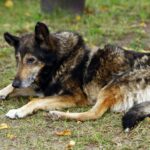 Куче в България, Европа