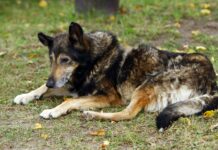 Куче в България, Европа