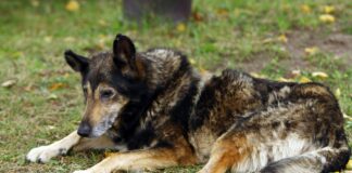 Куче в България, Европа