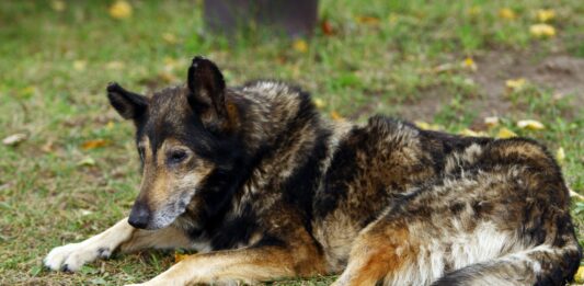 Куче в България, Европа