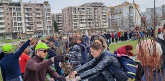 Опашка за дръвчета в Пловдив