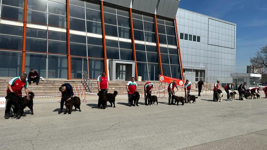 Българското овчарско куче е част от животновъдството ни по нашите