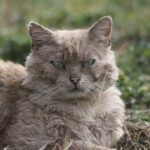 Улична котка