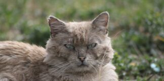 Улична котка