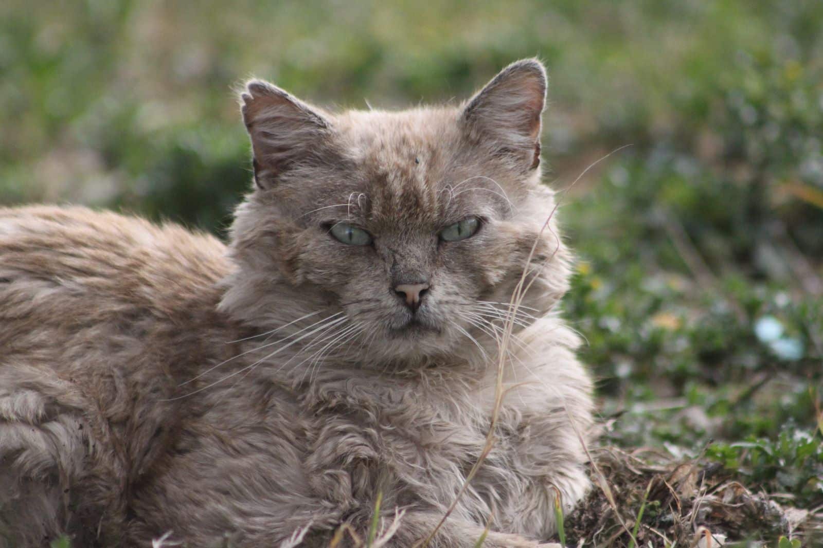 Десетина котки са били отровени в Монтана и околните села