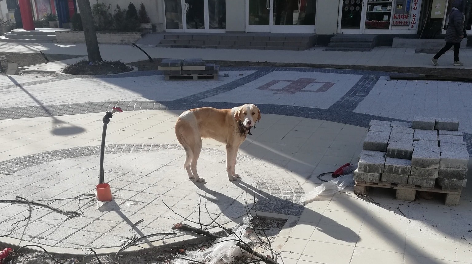 Ранени бездомни кучета се разхождат в Свиленград и притесняват местните Във