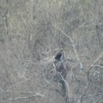 Черен лешояд