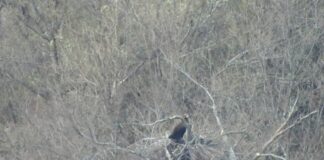 Черен лешояд