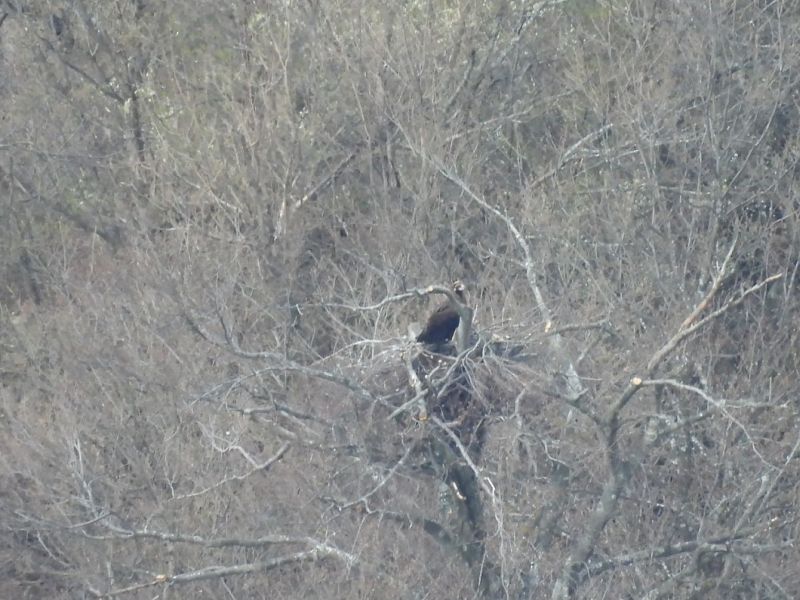 Две новосформирани двойки черни лешояди бяха наблюдавани в Природен парк