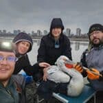 Къдроглав пеликан