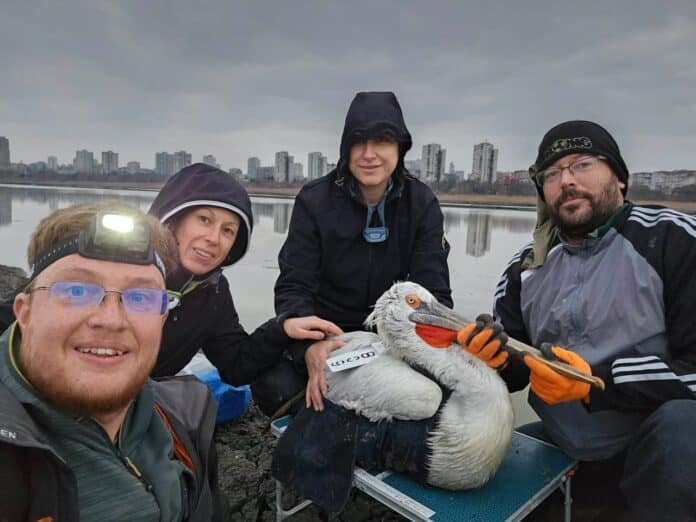 Къдроглав пеликан