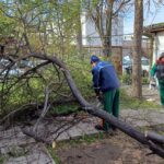 Буря, паднали дървета