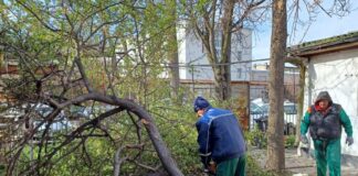 Буря, паднали дървета