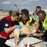 Помощ на куче