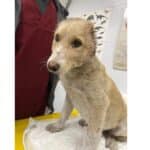 Пострадалото куче