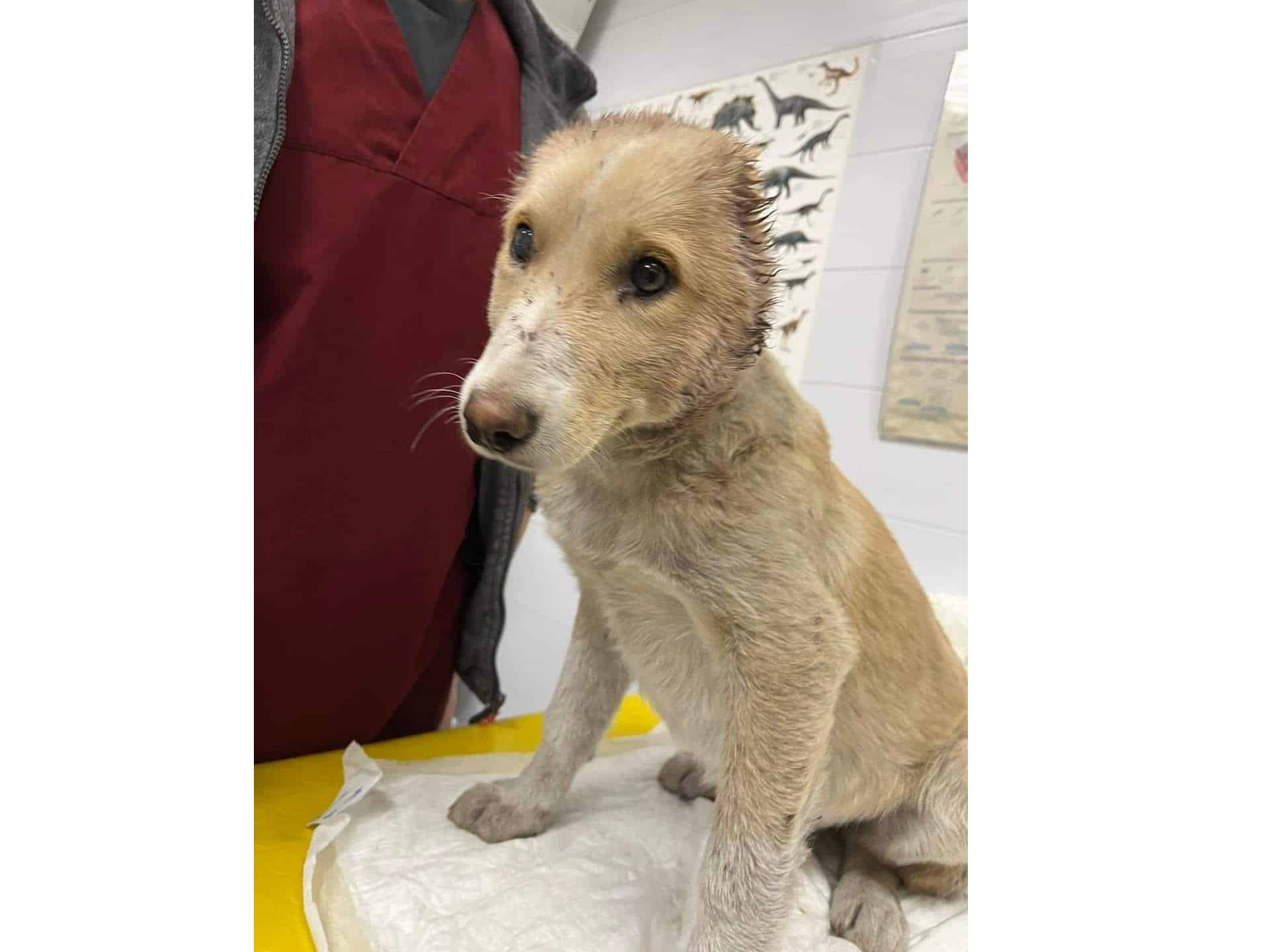 Две момчета на 17 и 14 години са привлечени към