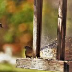 Работилница за птици