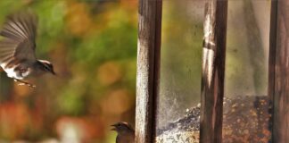 Работилница за птици