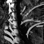 Труп на животно