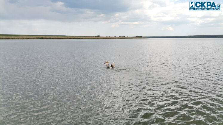 Акция на ИАРА