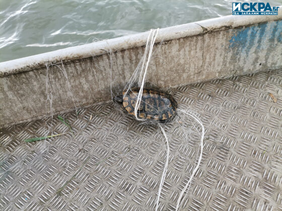 Акция на ИАРА