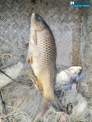 Акция на ИАРА