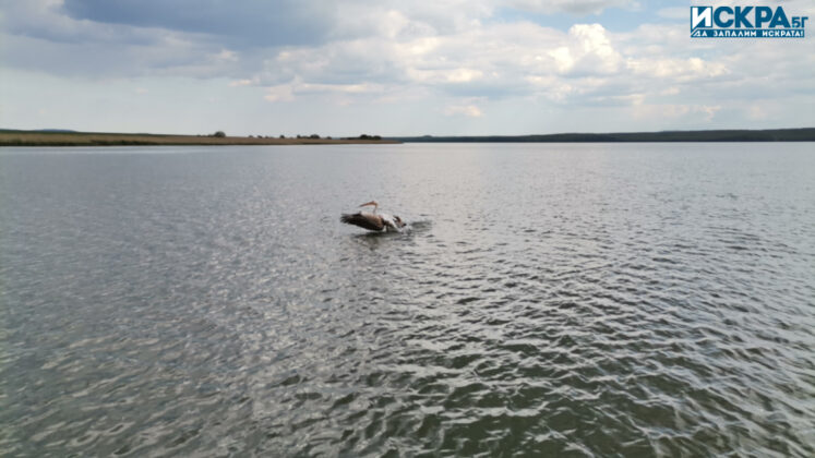 Акция на ИАРА