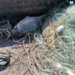 Акция на ИАРА