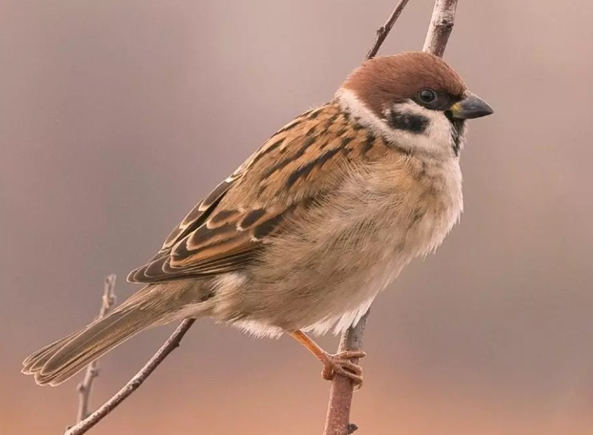 Българското дружество за защита на птиците БДЗП и тази година