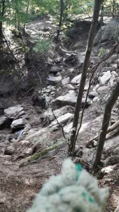 Гората над Слатина