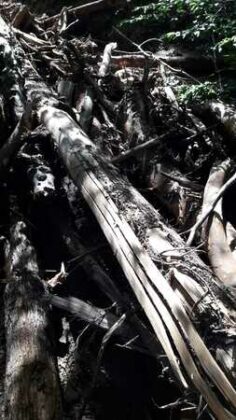 Гората над Слатина