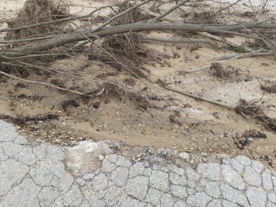 Клони затлачват коритото на реката