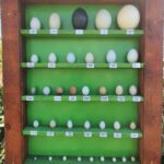 Колекция от екзотични яйца