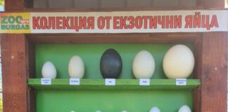 Колекция от екзотични яйца