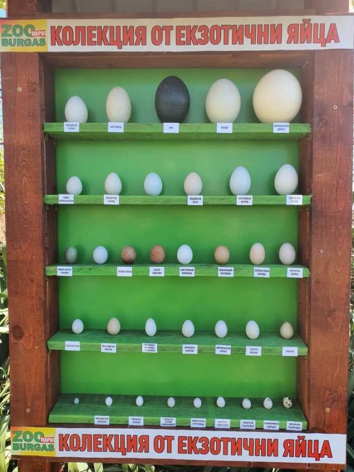Колекция от екзотични яйца