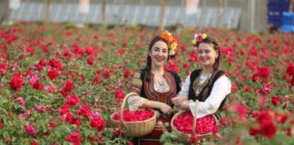 Международен културен фестивал на розата в Китай
