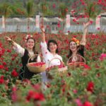 Международен културен фестивал на розата в Китай