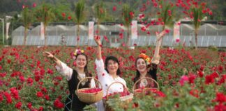 Международен културен фестивал на розата в Китай