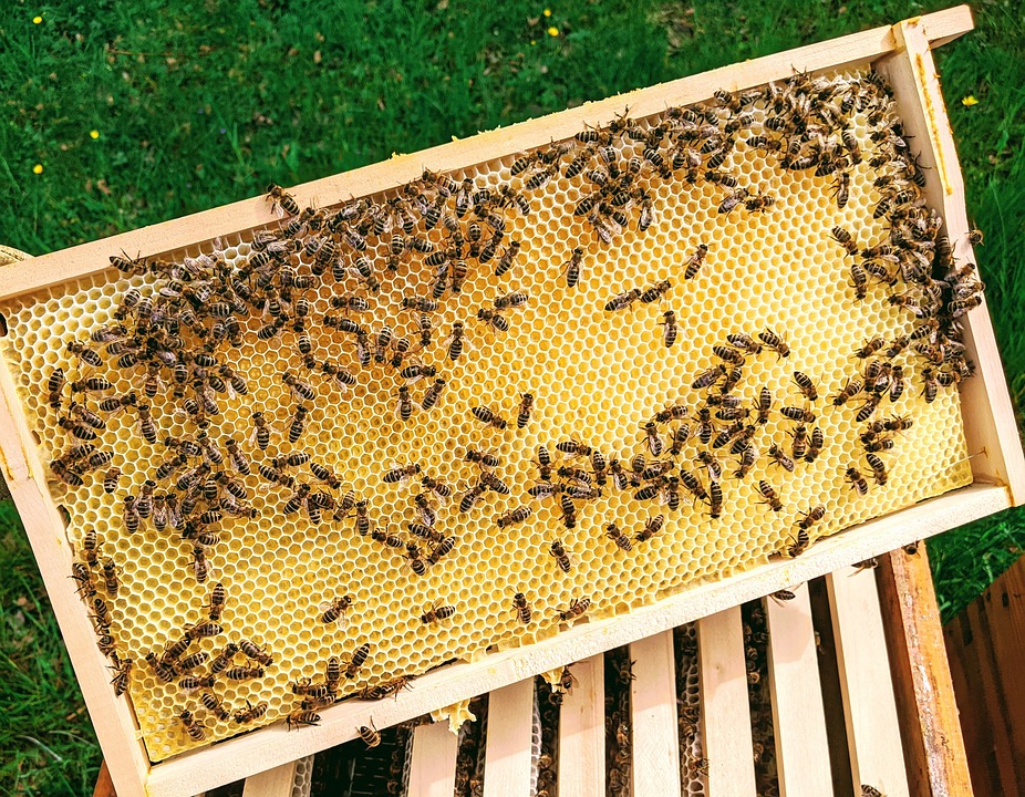 Необичайно високите температури през зимата объркват пчелите а това влияе