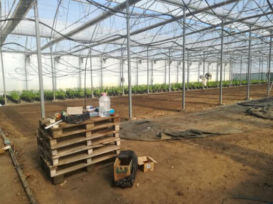 Наркооранжерия